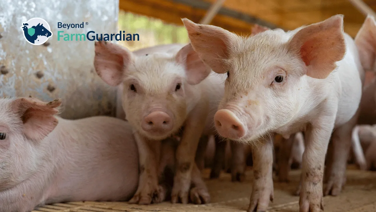 5 Reasons Why Beyond FarmGuardian Is the Ideal Solution for Monitoring Your Pig Farm
