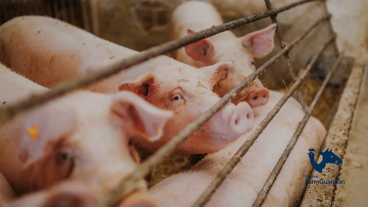 Bienestar animal en granjas porcinas: La importancia del monitoreo continuo