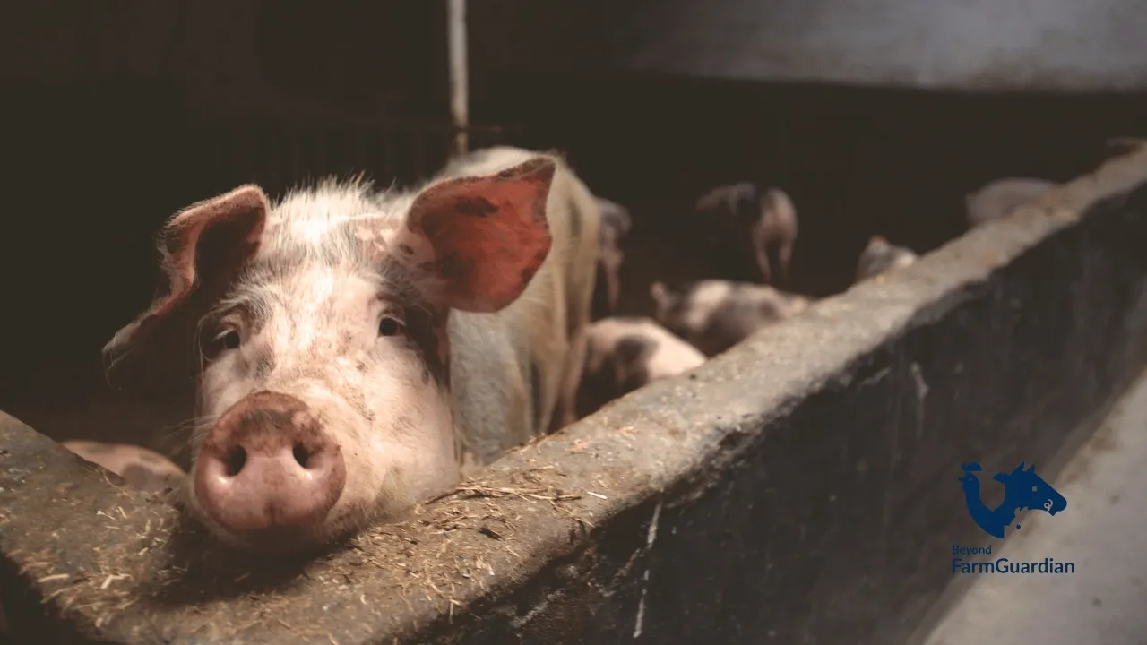 Beneficios del monitoreo inteligente en la producción porcina, más allá del control visual 