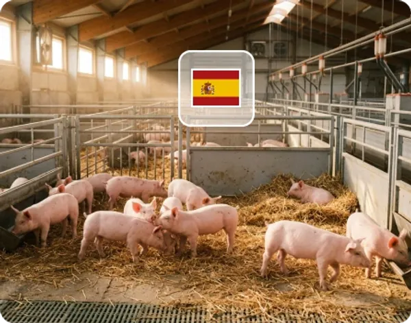 Soporte local en España