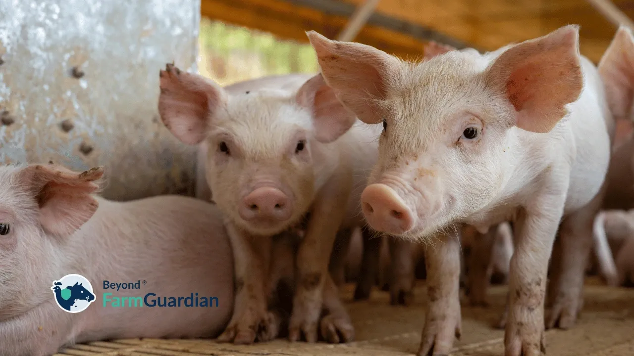 Is FarmGuardian the Best Investment for Swine Production in 2026?