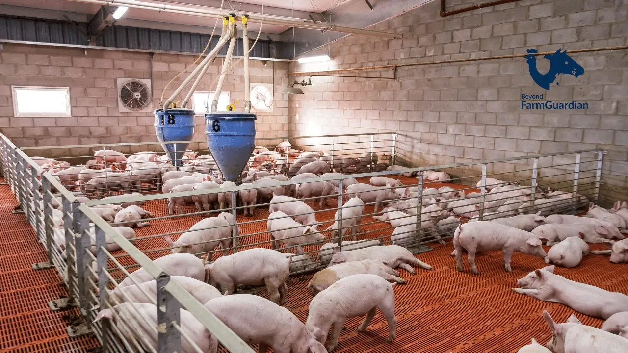 Common problems in pig farm management and how to solve them 