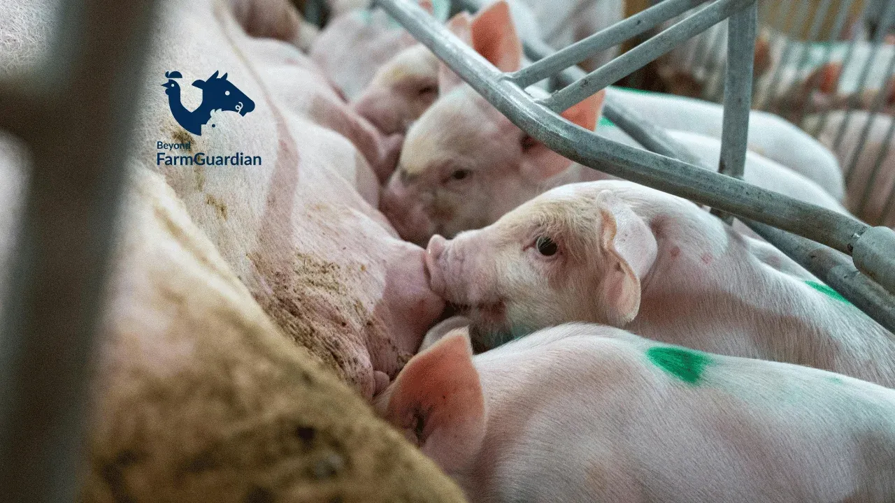 How It Optimizes Animal Welfare and Productivity in Pig Farms