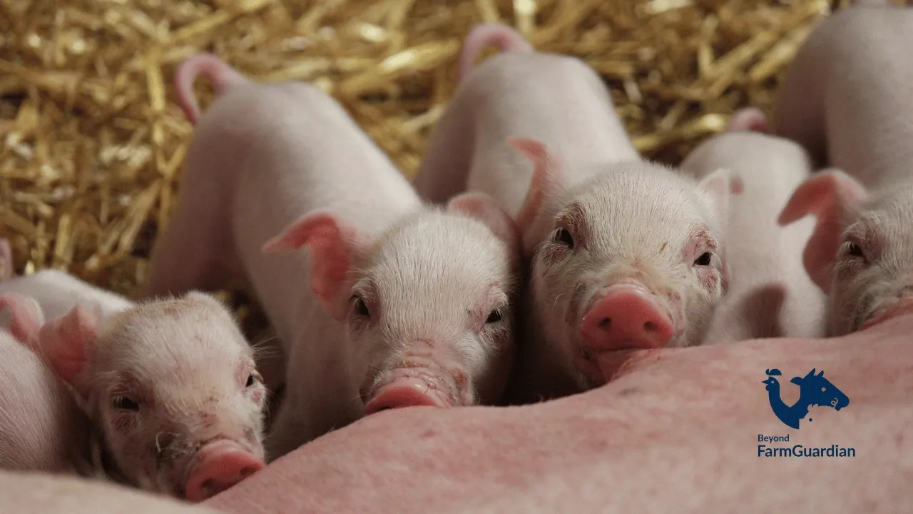 Cómo elegir la mejor solución de monitoreo para granjas porcinas