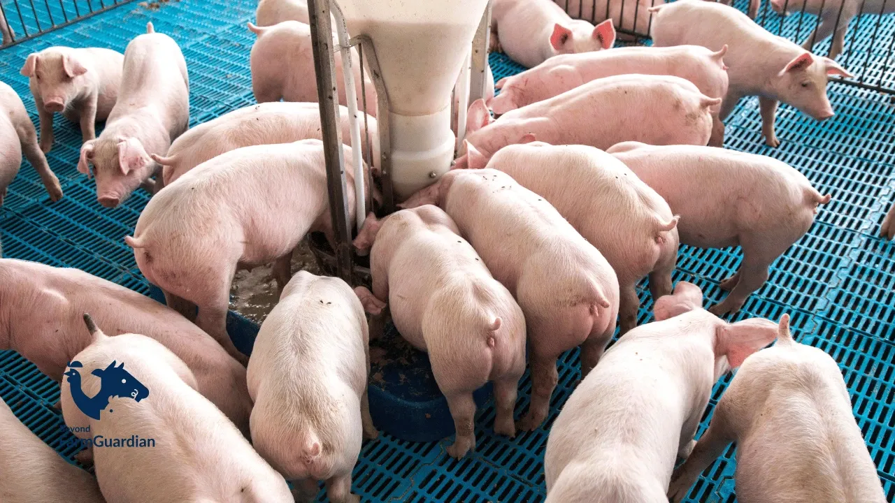 Monitoreo de granjas porcinas ¿Cuál es la mejor tecnología para tu negocio?