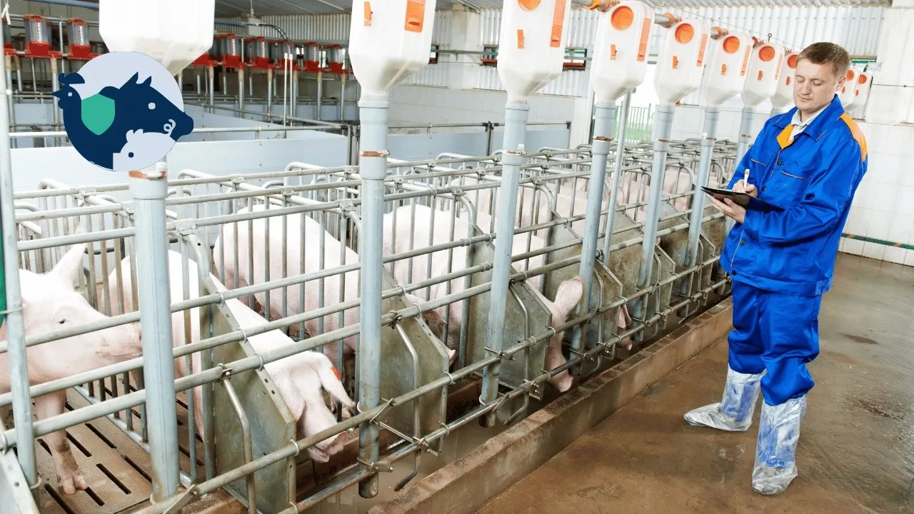 Tecnología en la porcicultura: Cómo el monitoreo inteligente transforma las granjas de cerdos