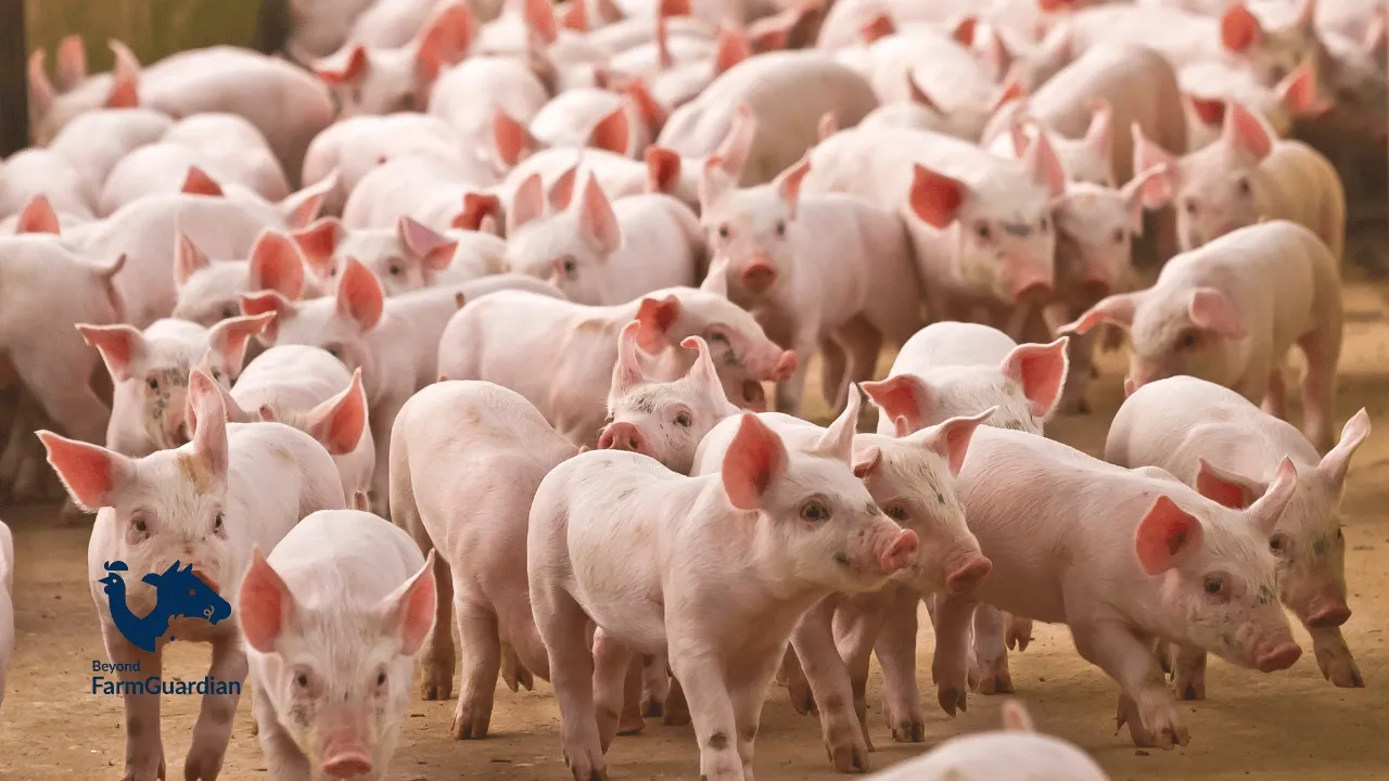 Inteligencia artificial en granjas porcinas: eficiencia y control total en tiempo real