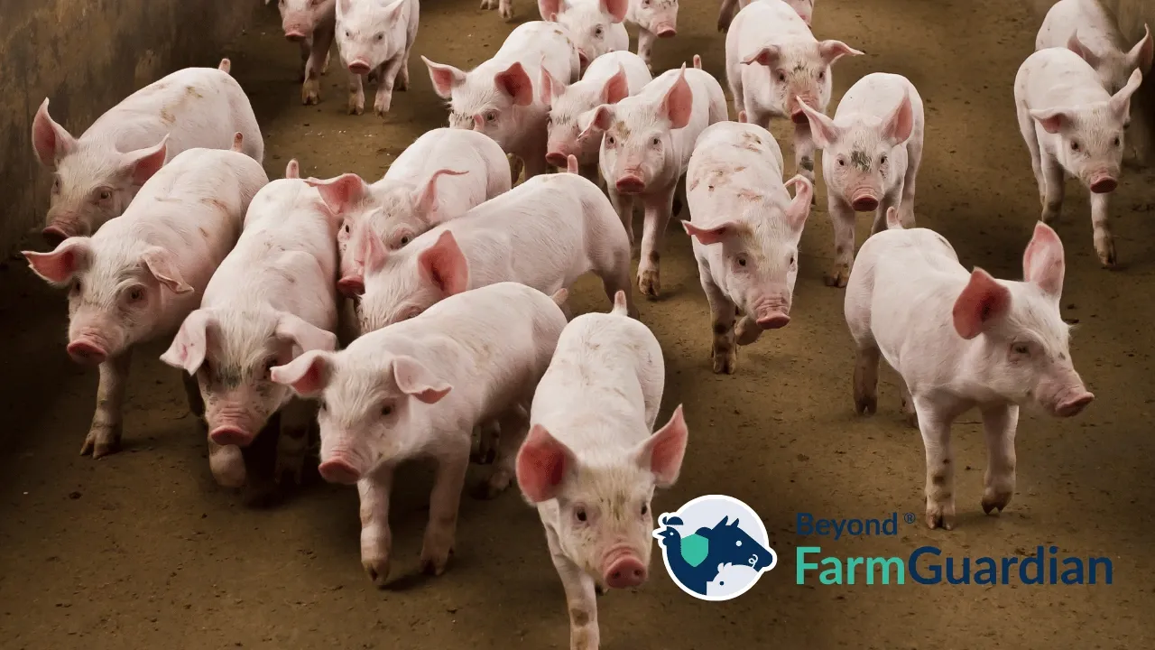 Beyond FarmGuardian: The Technology Taking Pig Farm Monitoring to the Next Level