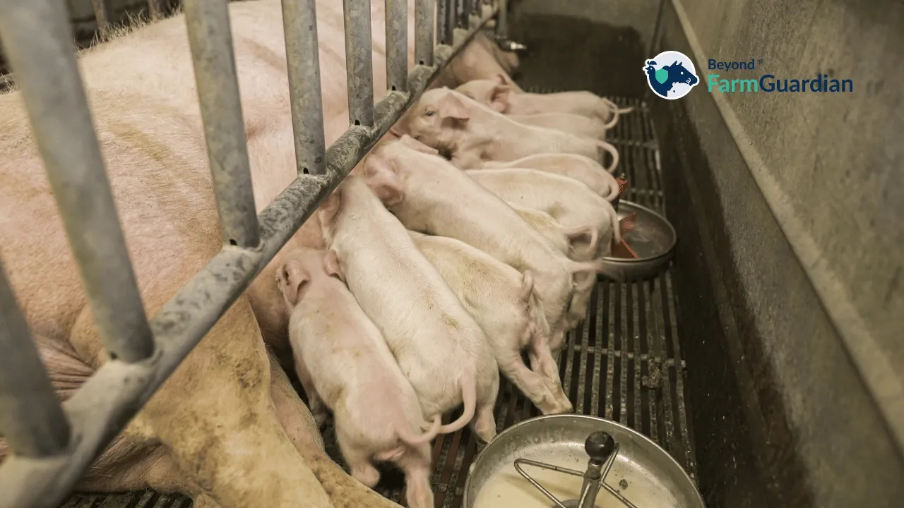 ¿Cuál es el ROI de implementar monitoreo inteligente en una granja porcina?