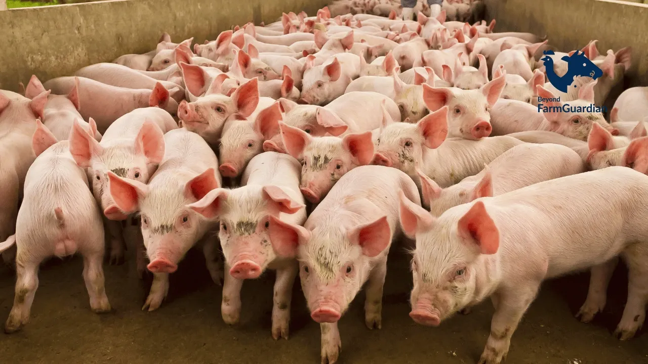 ¿Por qué el monitoreo es clave para el éxito en las granjas porcinas?