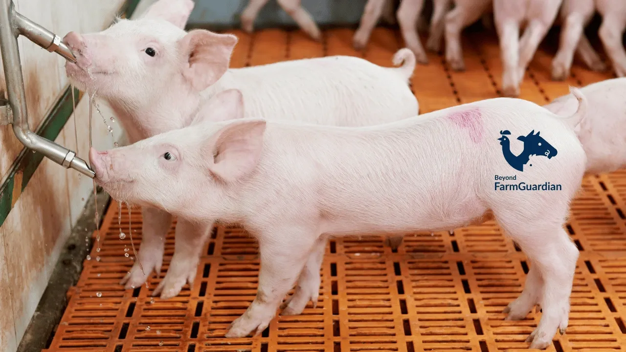 ¿Qué es el monitoreo inteligente en granjas porcinas y cómo puede beneficiar tu producción?